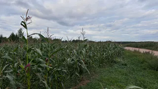 Многодетные семьи Набережных Челнов обратились к Владимиру Путину с видеопросьбой 