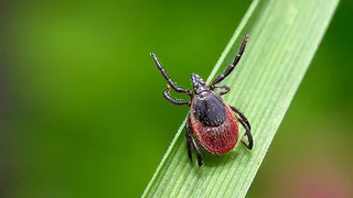 За неделю в Коми зафиксировано 212 случаев укусов клещей