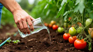 Поливаем огурцы содой: какой эффект дает пищевая сода, как и когда нужно вносить подкормку