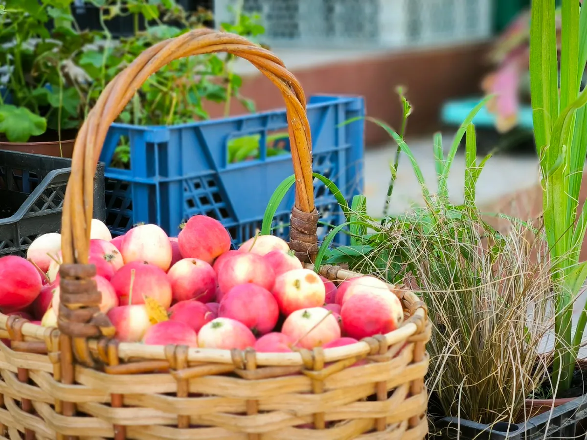 В Челябинскую область ввезли почти 2 тонны яблок с карантинным вредителем  