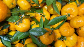 Съездила на сбор мандаринов в Абхазию: вот сколько можно заработать - честный отзыв туриста из РФ