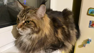 Эти 7 ошибок кошка не простит: выделаете это из любви к ней, а рискуете потерять доверие на всю жизнь