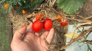 Семена этого сорта томатов на будущий год разобрали всего за 15 минут. Сажаю 11 кустов, а собираю почти 120 кг томатов
