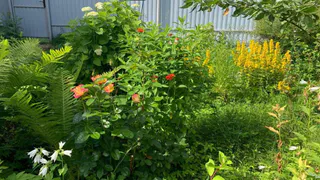 Смело сажайте эти цветы в открытый грунт в мае: будут радовать все лето пышным цветением