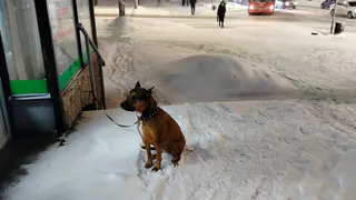В Татарстане разрабатывают новый закон о бездомных собаках после трагических случаев