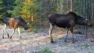 Владимирцам разъяснили правила поведения при встрече с лосями
