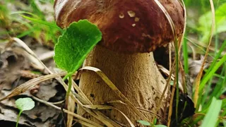  Белые грибы пошли: сезон тихой охоты в Магнитогорске открыт, жители делятся своими находками