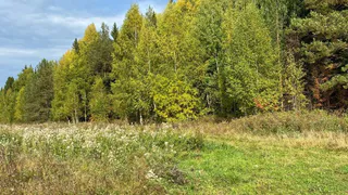 В Коми зазеленеют новые леса: "Древо жизни" подарило региону полмиллиона сеянцев