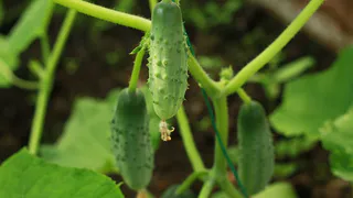 Вот чем полить огурцы в начале июня – с куста собираем по 7 кг плодов