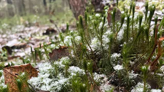 В Коми 5 ноября ожидаются осадки и гололед