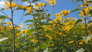 19 сентября в Коми ожидается приятная сухая погода, осадки только на северо-востоке