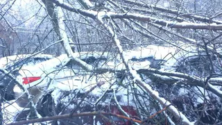 Сразу в нескольких районах Рязани из-за непогоды деревья упали на машины