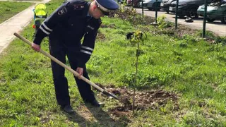 В Рязани появилась аллея каштанов в честь 50-летия образования движения ЮИД