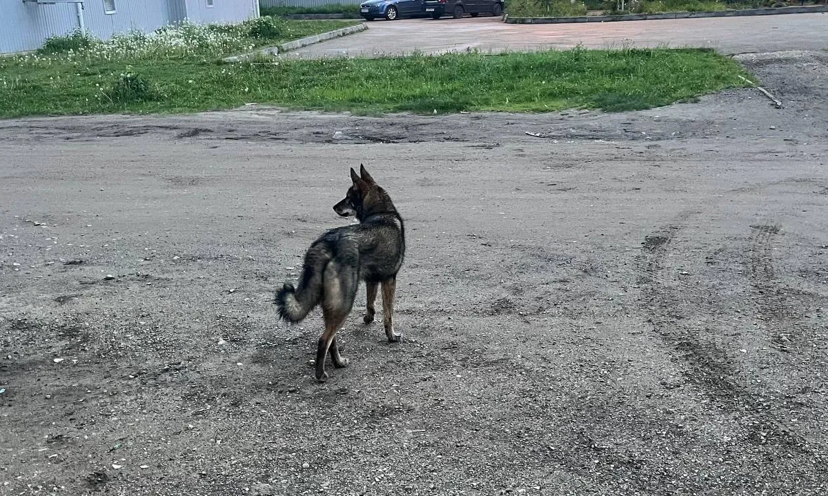 Эпидемиологическая ситуация по бешенству обострилась в Челябинской области