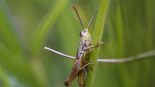 Треть сельхозземель Челябинской области пострадала от саранчи: вредитель угрожает урожаю 2025 года