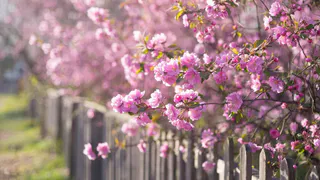 Цветёт волнами до осени и светится ярким облаком: кустарник нового поколения