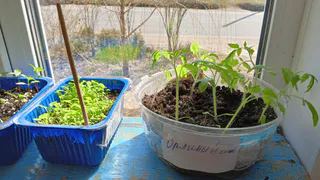 Крошу 1 таблетку в воду и поливаю — любая рассада станет гуще волос: забудьте о вытянутых сеянцах — даже фитолампа не понадобится