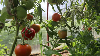 Чувашия наращивает объемы сельхозпроизводства: стоимость продукции почти 25 миллиардов рублей