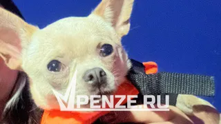 Гостью из Самары не пустили в пензенское кафе с миниатюрной собакой: что говорится в законе