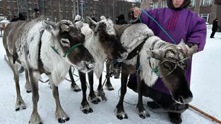 В Коми праздник «Тэрыб кöр» собрал оленеводов и интинцев