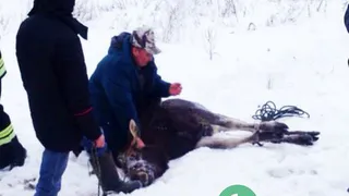 В Нижнекамске ловили лося