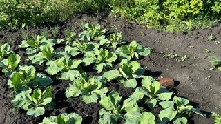 Штраф 500 рублей в день за сорняки: новые запреты вводятся с 1 апреля для всех, у кого дача или участок