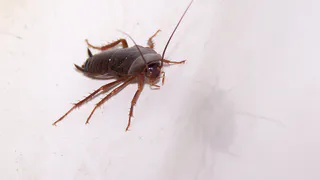 «Тараканы в школьной столовой — это недопустимо»: рязанцы возмущены и ждут реальных мер