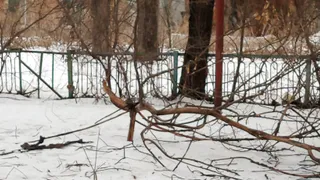 Спасло чудо – житель Пензы чуть не травмировался веткой дерева на ул. Славы