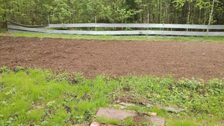 Осенью вместо горчицы сею этот суперсидерат — от проволочника и фитофторы избавляет вмиг: после картошки и томатов идеально