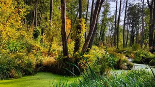 В Брянской области лесозаготовительная отрасль оказалась на грани кризиса