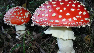 Это не лекарство!