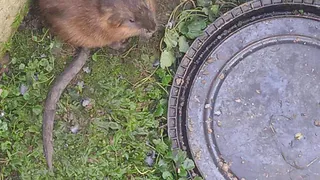 Сотрудники региональной Госохотинспекции спасли ондатру от смерти в ловушке