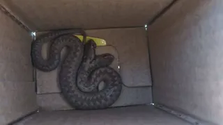 Житель Пензенской области нашел на улице змею-мутанта с двумя головами