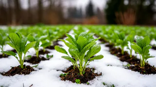 Полный откат к зиме: Гидрометцентр поменял прогноз на первую половину мая — вернутся морозы и снег