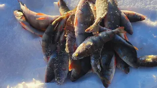 Усинца оштрафовали за незаконный вылов язя в реке Печора