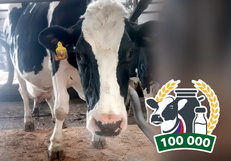 Рогатая Кудесница из Владимирской области дала рекордные 110 тонн молока
