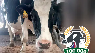 Рогатая Кудесница из Владимирской области дала рекордные 110 тонн молока