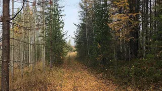 Власти Чувашии на протяжении пяти лет перевыполняют план по восстановлению лесов