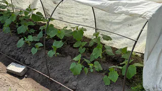 Не зола и не коровяк: в середине июня опытные огородники поливают огурцы только этим – с одного куста будете собирать по 7 кг