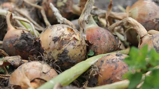 Каждая луковица крупнее яблока — сделала урожай идеальным без подкормок и магии: пригодился лишь один отход