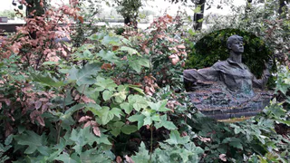 Рязанцы жалуются на плачевное состояние декоративных растений возле памятника Есенина в Кремле