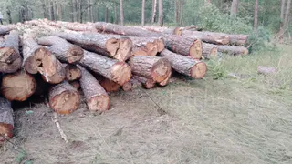 В Солотче под Рязанью жители заметили спиленные деревья