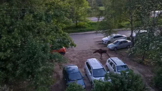 Во Владимире заметили четырехногого гиганта