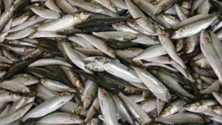 Названа самая полезная рыба - ешьте 2 раза в неделю, богата селеном, фосфором и нежна на вкус