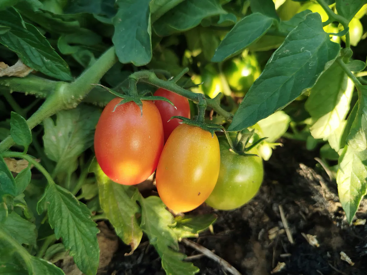 С середины июня обрабатываем томаты бором — раз в 14 дней, и урожай сыплется ведрами