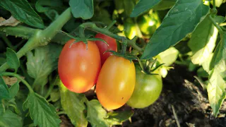 С середины июня обрабатываем томаты бором — раз в 14 дней, и урожай сыплется ведрами