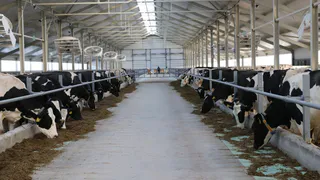 В Чувашии открылся новый животноводческий корпус с современным оборудованием