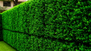 Идеальное ограждение для вашего участка: профлист остался в прошлом — современный эстетичный способ создать приватность