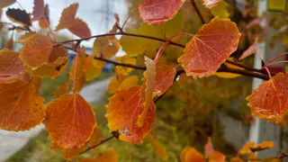 1 октября в Коми установится похолодание с дождём и снегом