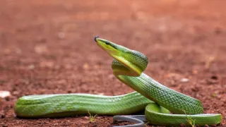 Змея принесёт счастье на хвосте: Павел Глоба назвал 3 знака зодиака, которым символ года принесет фантастический 2025